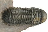 Pair of Crotalocephalina Trilobite Fossils - Atchana, Morocco #225374-2